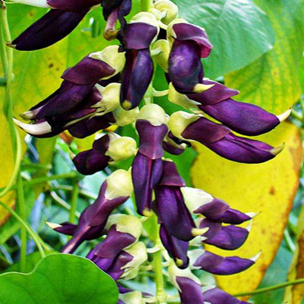 Mucuna Pruriens, Velvet Bean - 0.5 kg Seeds