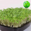Mustard Florida Green Leaf - Microgreen Seeds