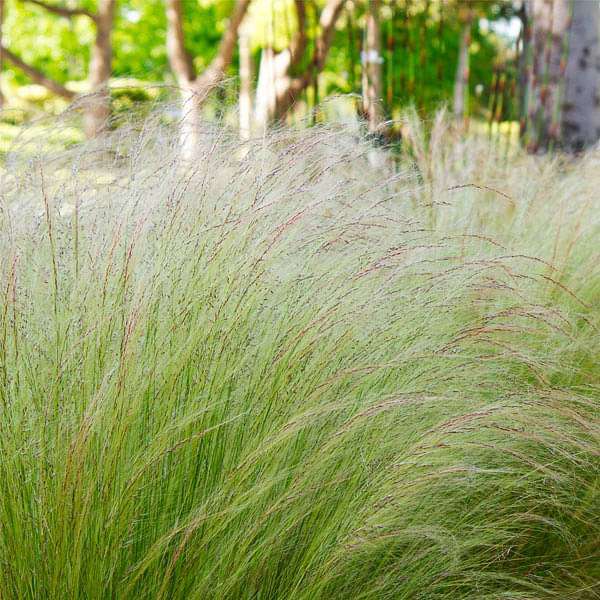 Nassella tenuissima, Mexican Feather Grass - 0.5 kg Seeds