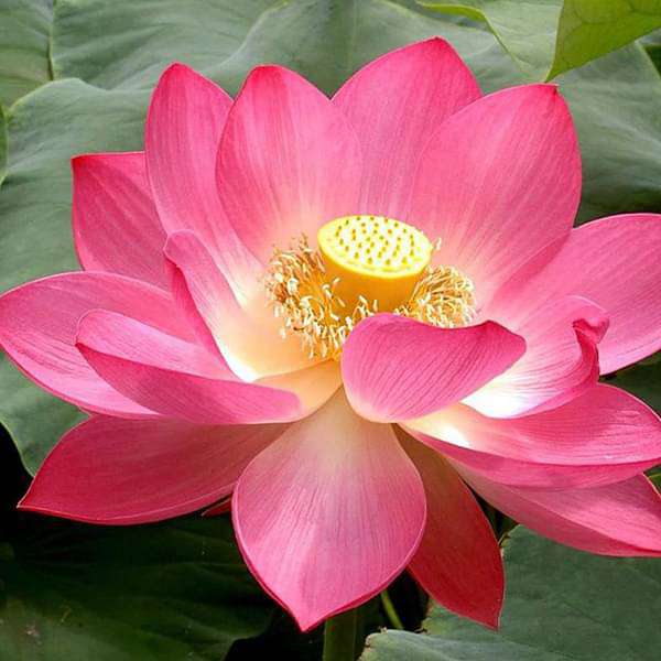 Nelumbo Nucifera, Lotus ( Mix Colors) - 0.5 kg Seeds