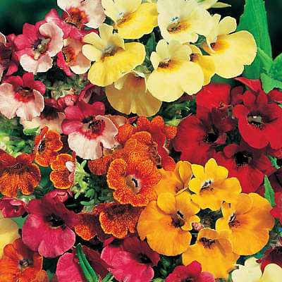 Nemesia Carnival Mixed Color - Flower Seeds