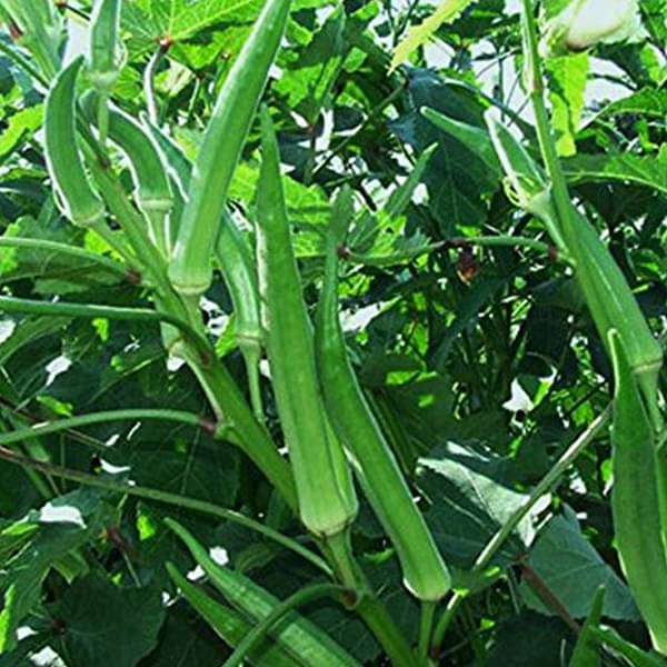 Okra Pusa Sawni - Desi Vegetable Seeds