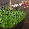 Onion Green Sprouts - Microgreen Seeds