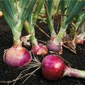 Onion Improved Dark Red - Vegetable Seeds