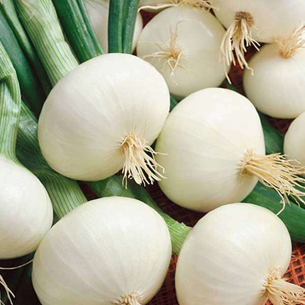 Onion White Globe - Vegetable Seeds