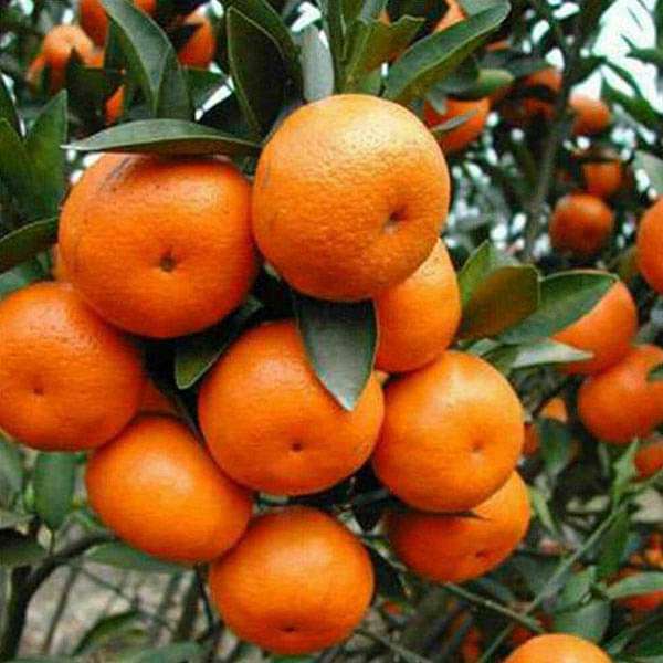 Orange, Santra - 0.5 kg Seeds