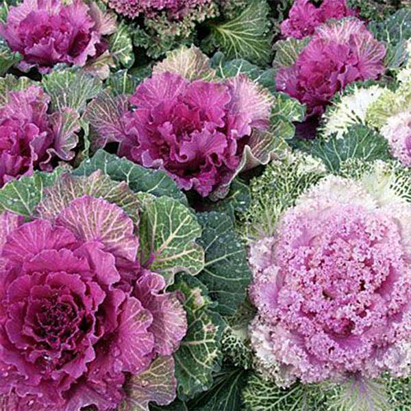 Ornamental Cabbage, Kale Fringed Leaves - Foliage Plant Seeds