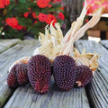 Red Small Corn, Ziermais - Vegetable Seeds