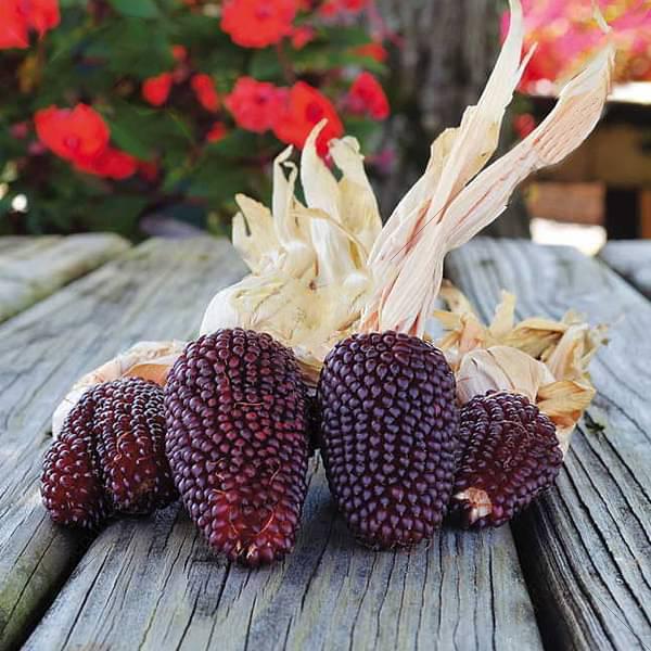 Red Small Corn, Ziermais - Vegetable Seeds