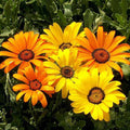 Osteospermum, Dimorphotheca Mixed Color - Flower Seeds
