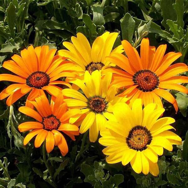 Osteospermum, Dimorphotheca Mixed Color - Flower Seeds