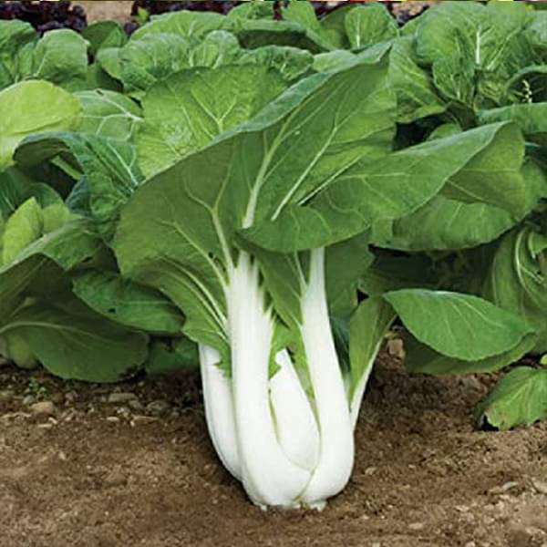 Pak Choy - Vegetable Seeds