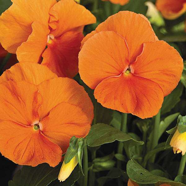 Pansy F1 Arancione Orange - Flower Seeds
