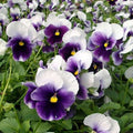 Pansy F1 Beconsfield - Flower Seeds