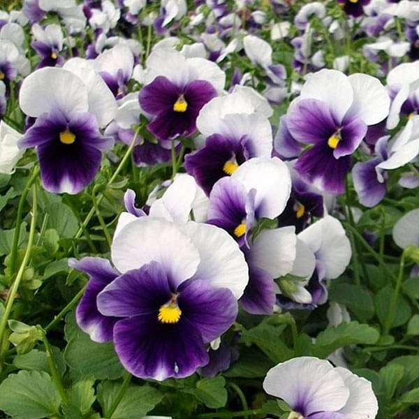 Pansy F1 Beconsfield - Flower Seeds