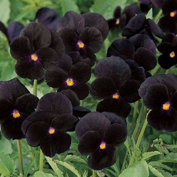 Pansy F1 Black Blotch - Flower Seeds