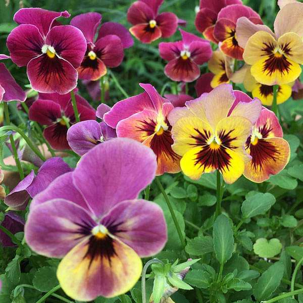 Pansy F1 Blotch Mixed Color - Flower Seeds
