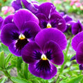 Pansy F1 Purple Smile - Flower Seeds