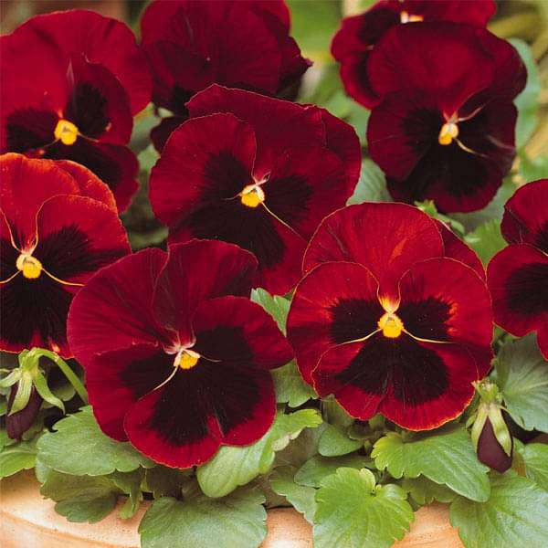 Pansy F1 Scarlet Red Blotch - Flower Seeds