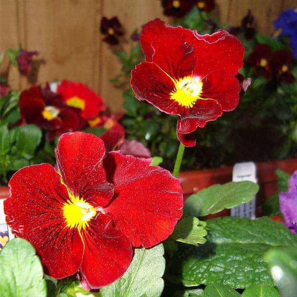 Pansy F1 Scarlet Red - Flower Seeds