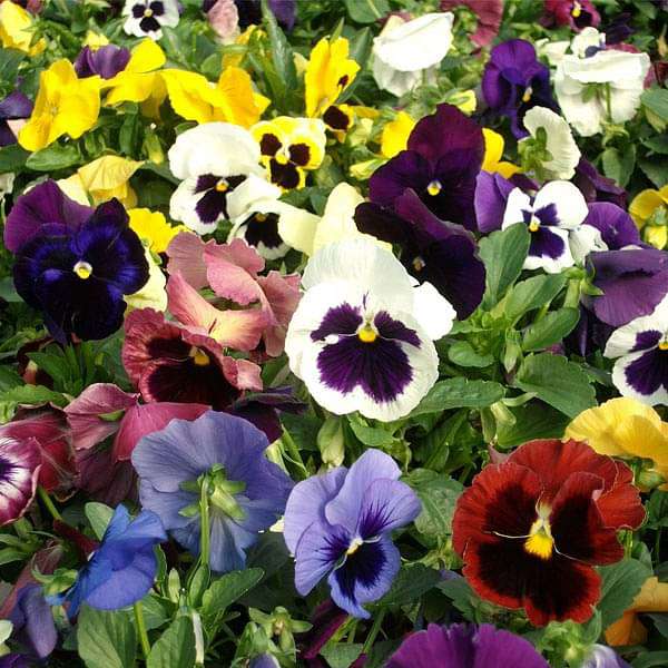 Pansy F1 Swiss Giant - Flower Seeds