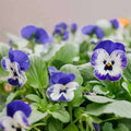 Pansy F1 Violet-White Blotch - Flower Seeds