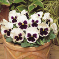 Pansy F1 White Blotch - Flower Seeds