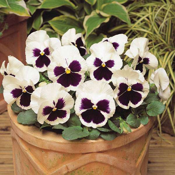 Pansy F1 White Blotch - Flower Seeds