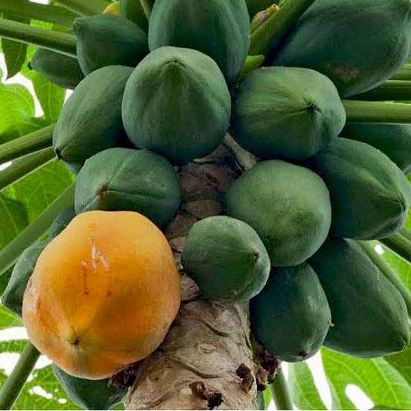 Papaya Honey dew - 0.5 kg Seeds