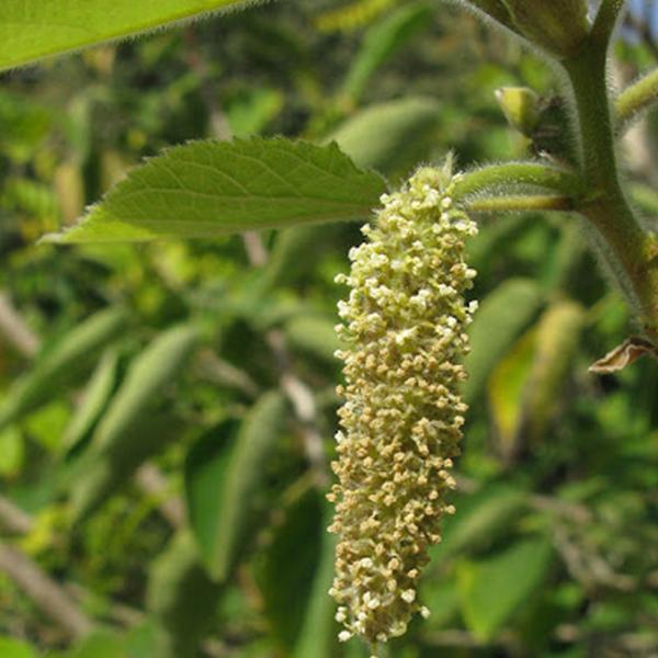 Paper Mulberry, Broussonetia papyrifera 0.5 kg - Seeds