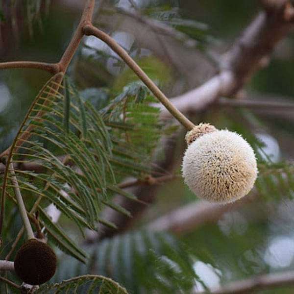 Parkia Biglandulosa, Badminton Ball Tree - 0.5 kg Seeds