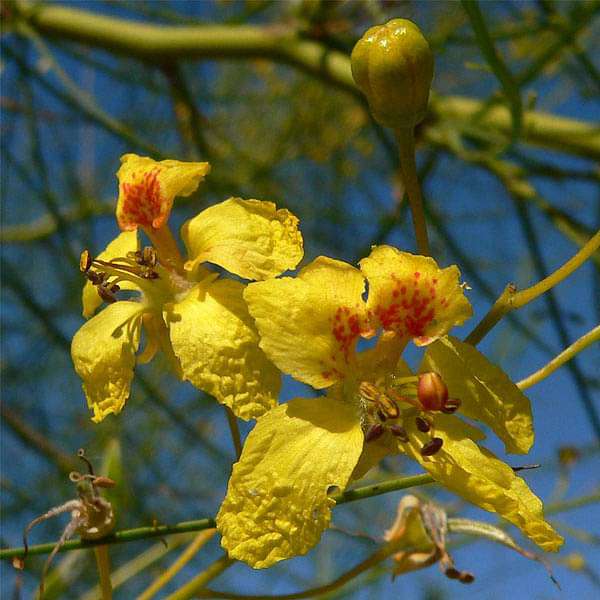 Parkinsonia Aculeata, Palo Verde - 0.5 kg Seeds
