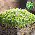 Parsley Flat Leaf - Microgreen Seeds
