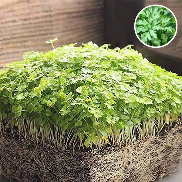 Parsley Flat Leaf - Microgreen Seeds