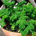 Parsley Forest Green - Vegetable Seeds