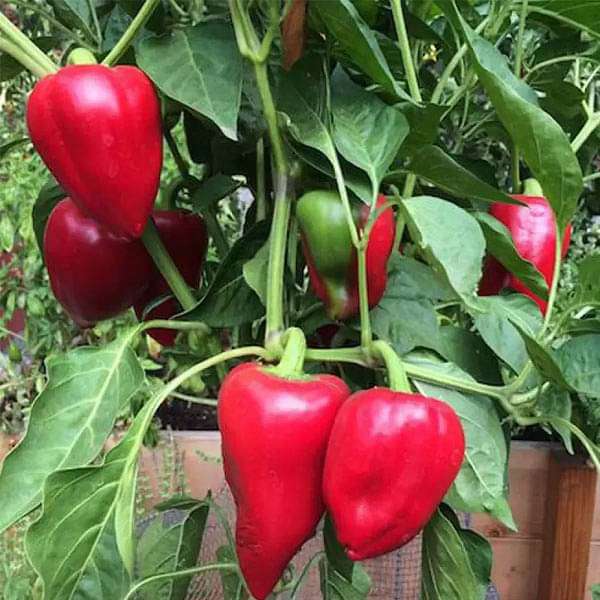 Pepper Sky BOR 10 - Vegetable Seeds