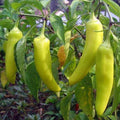 Pepper Sweet Banana - Vegetable Seeds