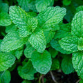 Peppermint - Herb Seeds