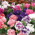 Petunia Glorious Double Mixed Color - Flower Seeds
