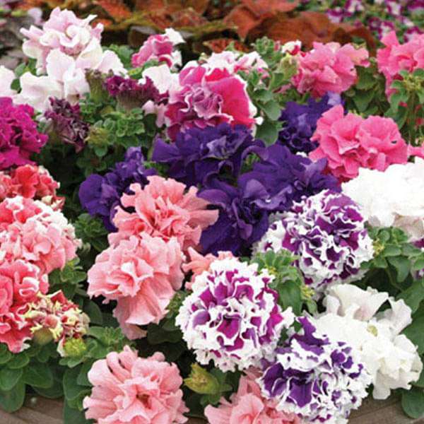 Petunia Glorious Double Mixed Color - Flower Seeds
