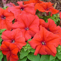 Petunia grandiflora Red - Flower Seeds