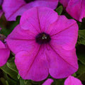 Petunia grandiflora Violet - Flower Seeds