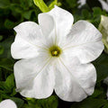 Petunia grandiflora White - Flower Seeds