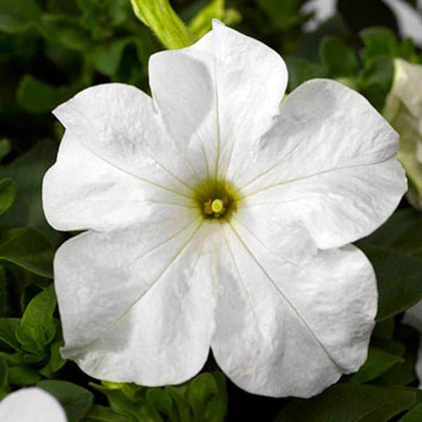 Petunia grandiflora White - Flower Seeds
