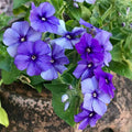Phlox Beauty Blue - Flower Seeds