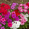Phlox Beauty Mixed Color - Flower Seeds