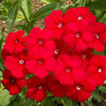 Phlox Beauty Red - Flower Seeds