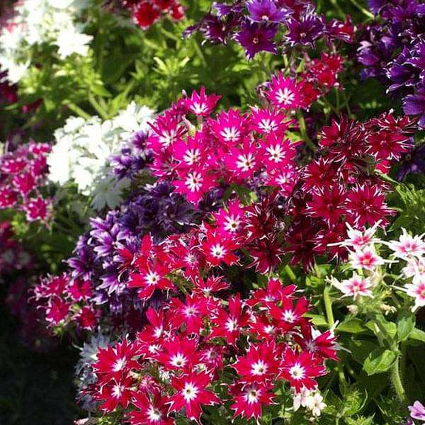 Phlox Twinkle Star Mixed Color - Flower Seeds