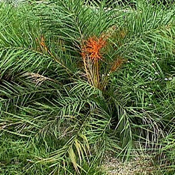 Phoenix Acaulis, Dwarf Date Palm - 0.5 kg Seeds