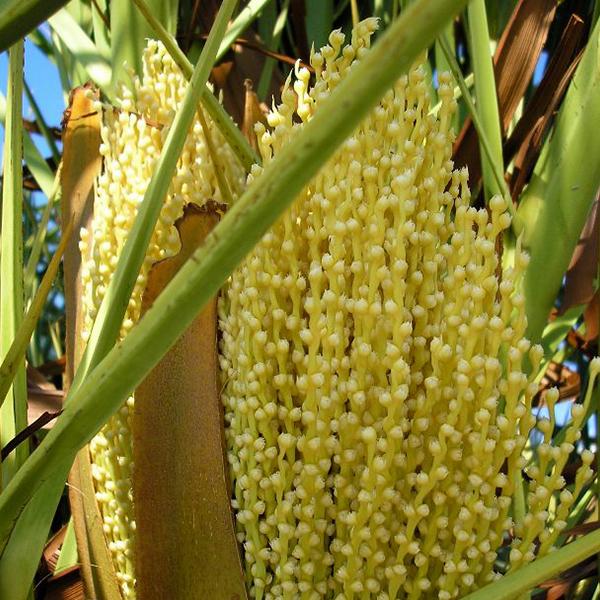 Phoenix Canariensis - 0.5 kg Seeds